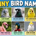 Funny Bird Names