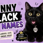 Funny Black Cat Names Funny Black Cat Names
