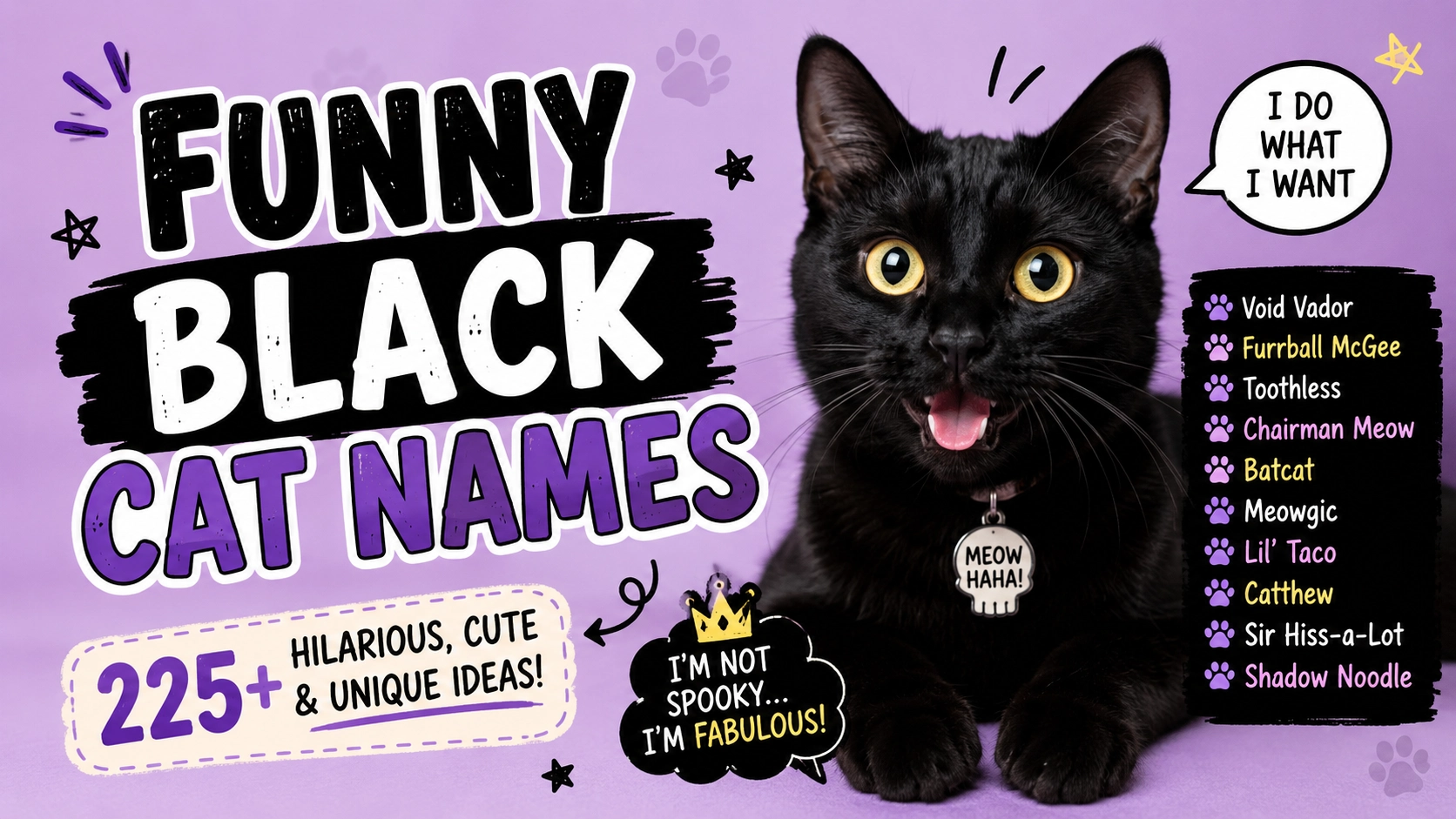 Funny Black Cat Names Funny Black Cat Names